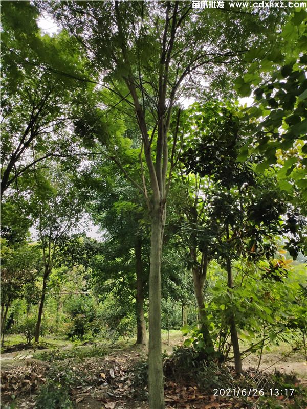 10一40公分的苗木价格是多少? 10一40公分的苗木价格是多少?