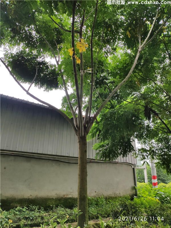 10公分栾树多少钱一棵?全冠带土装车价格220~320元 10公分栾树多少钱一棵?全冠带土装车价格220~320元