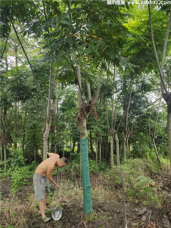 10公分栾树多少钱一棵?全冠带土装车价格220~320元 10公分栾树多少钱一棵?全冠带土装车价格220~320元