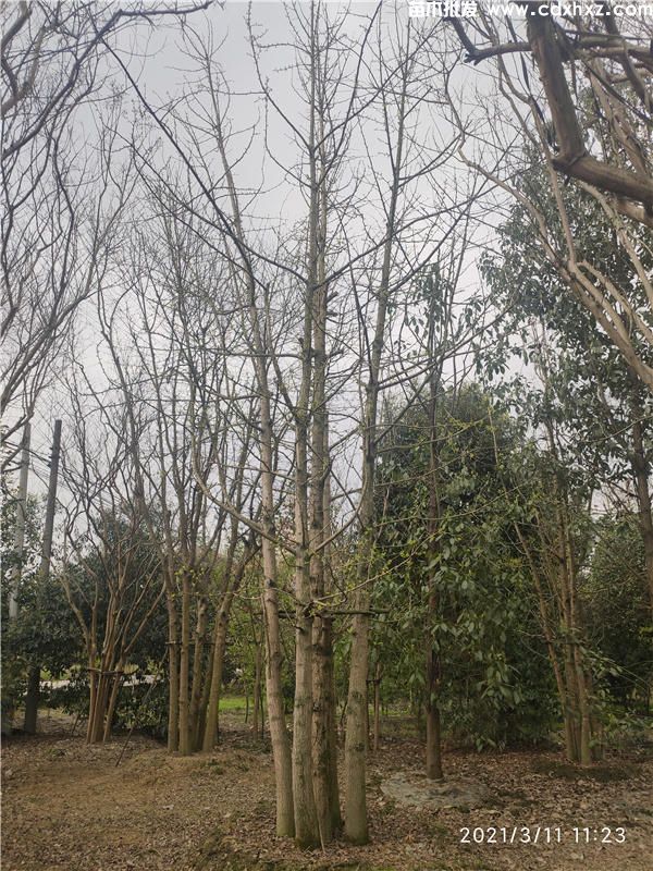 10公分银杏树总高度600cm,批发价格220~400元 10公分银杏树总高度600cm,批发价格220~400元