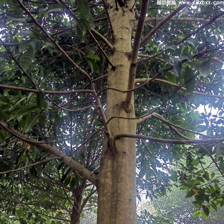 15公分乐昌含笑基地:工程栽植规格-养护-批发-报价 15公分乐昌含笑基地:工程栽植规格-养护-批发-报价