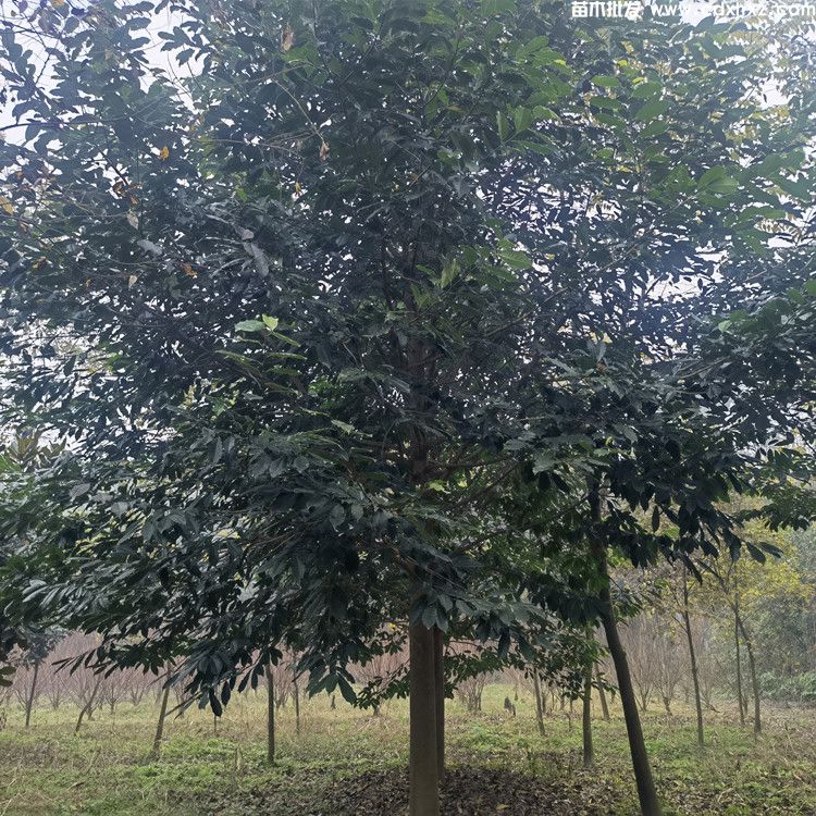 15公分乐昌含笑基地:工程栽植规格-养护-批发-报价 15公分乐昌含笑基地:工程栽植规格-养护-批发-报价