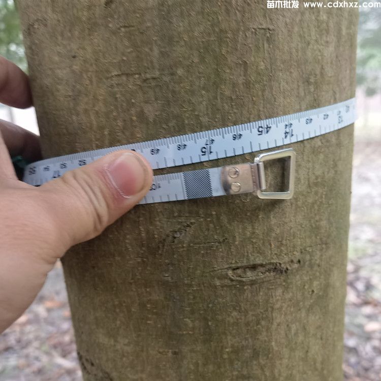 15公分乐昌含笑基地:工程栽植规格-养护-批发-报价 15公分乐昌含笑基地:工程栽植规格-养护-批发-报价