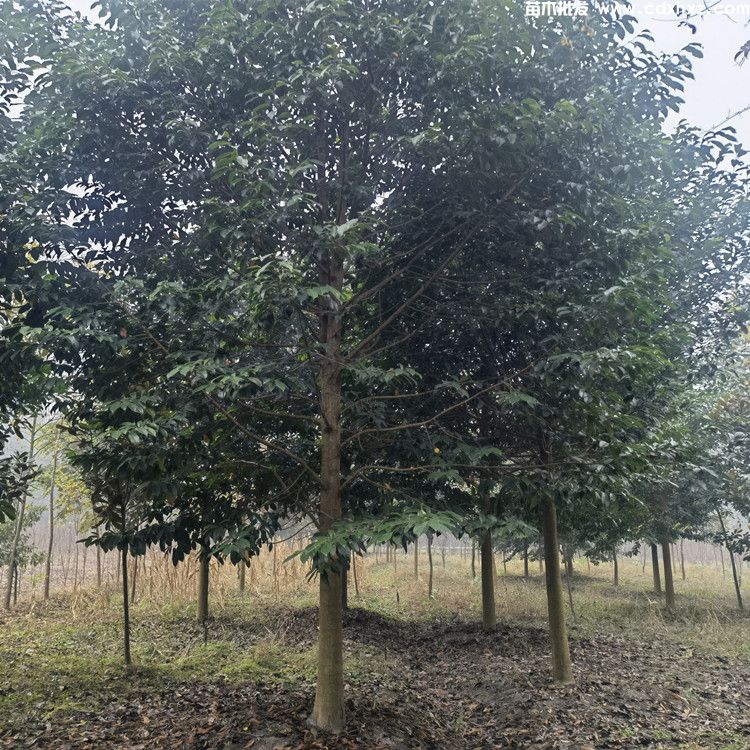 15公分乐昌含笑基地:工程栽植规格-养护-批发-报价 15公分乐昌含笑基地:工程栽植规格-养护-批发-报价