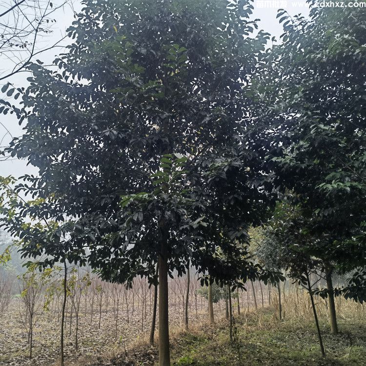 10一40公分的苗木价格是多少? 10一40公分的苗木价格是多少?