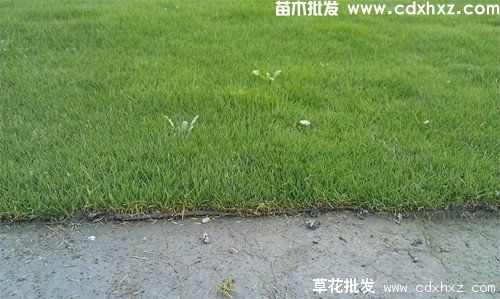 剪股颖草坪图片 剪股颖草坪图片