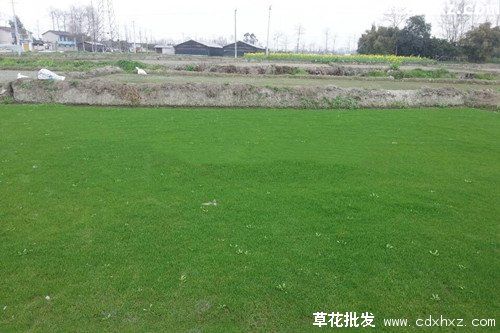 剪股颖草坪图片 剪股颖草坪图片