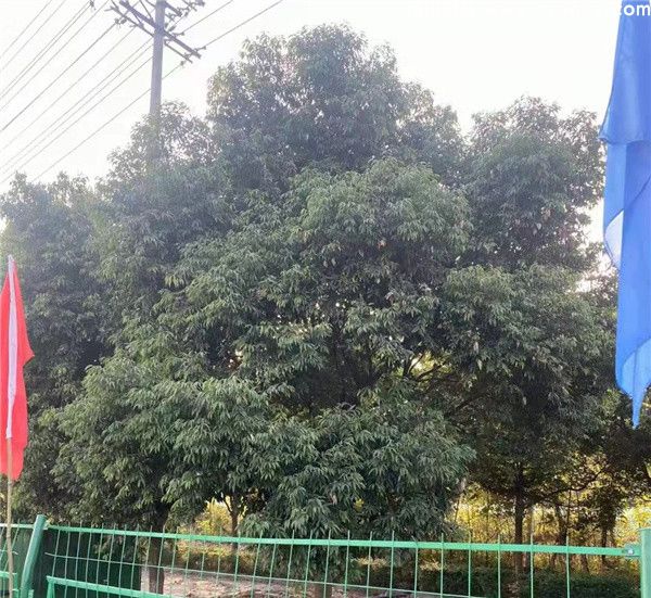 今年天竺桂最新价格?批发高杆树形10~30公分报价 今年天竺桂最新价格?批发高杆树形10~30公分报价