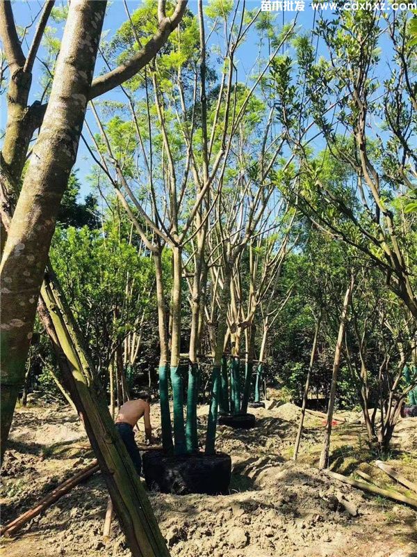 蓝花楹树价格:10公分到30公分批发报价 蓝花楹树价格:10公分到30公分批发报价
