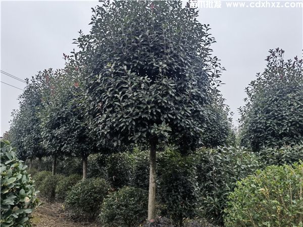 12公分红叶石楠树价格是多少？