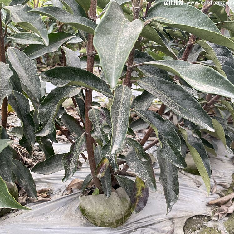 150公分法国冬青价格是多少? 150公分法国冬青价格是多少?