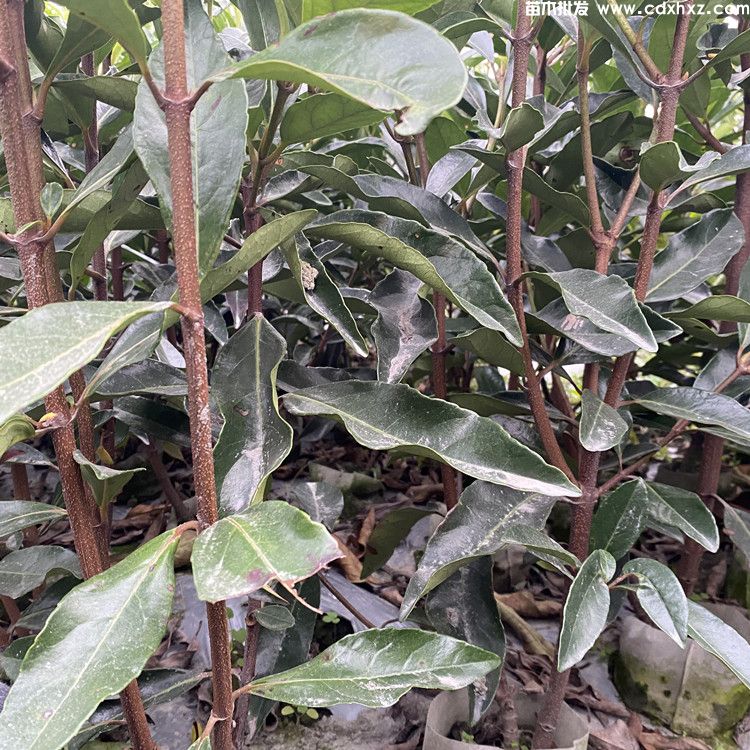 150公分法国冬青价格是多少? 150公分法国冬青价格是多少?