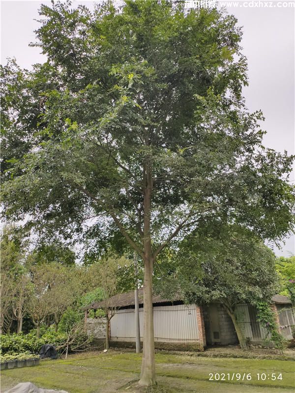 30公分朴树价格6500元-高度6m-冠幅5m 30公分朴树价格6500元-高度6m-冠幅5m