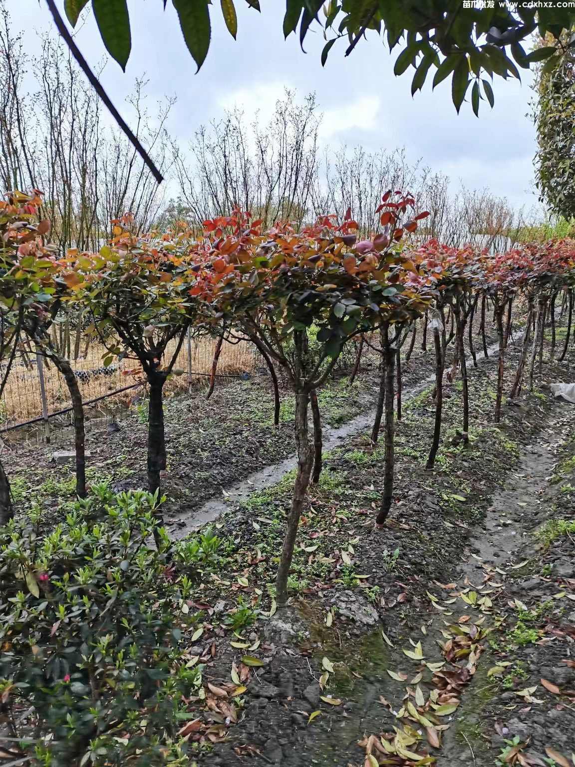 树桩月季图片 树桩月季图片