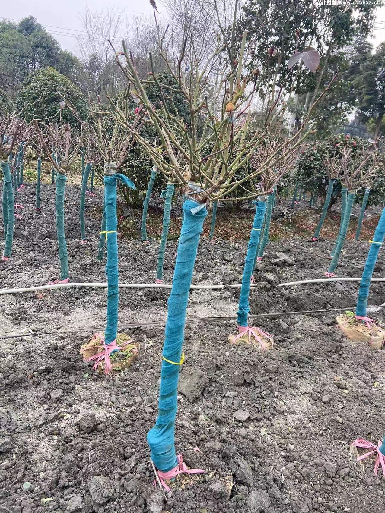 树桩月季图片 树桩月季图片