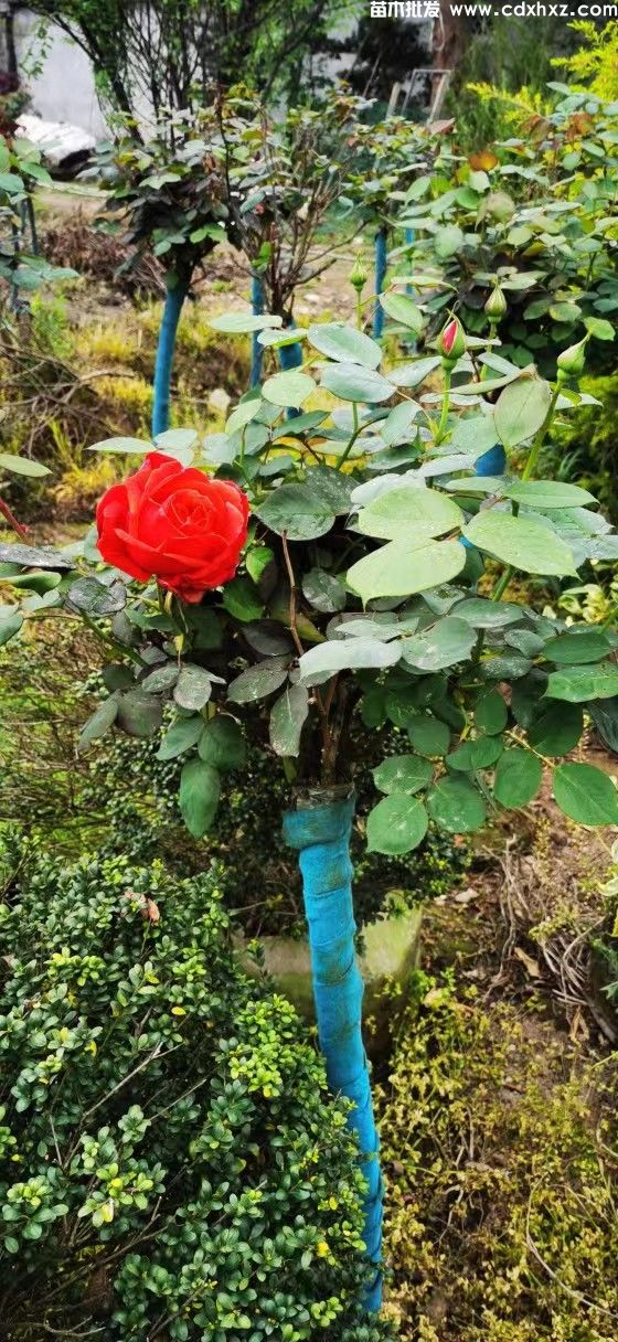 树桩月季图片 树桩月季图片