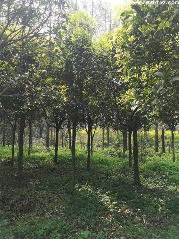 3年生的桂花苗多少钱一棵? 3年生的桂花苗多少钱一棵?