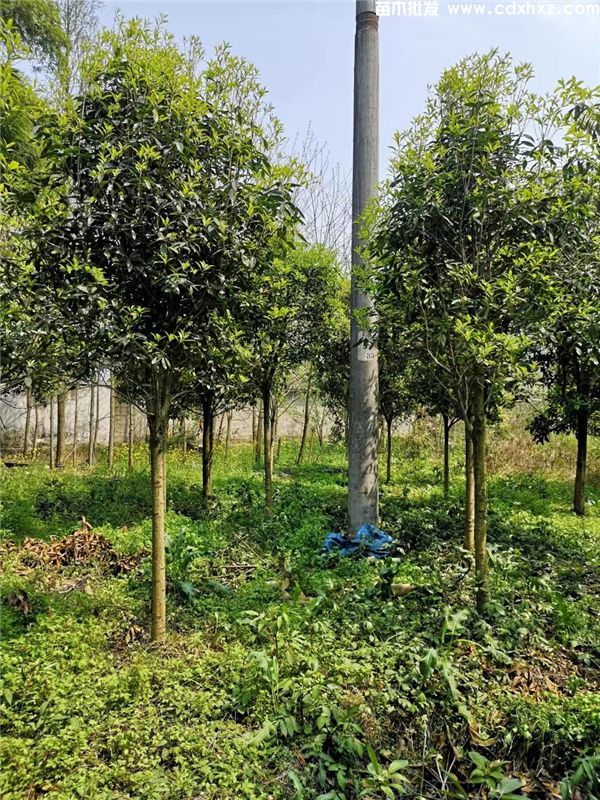 3年生的桂花苗多少钱一棵? 3年生的桂花苗多少钱一棵?