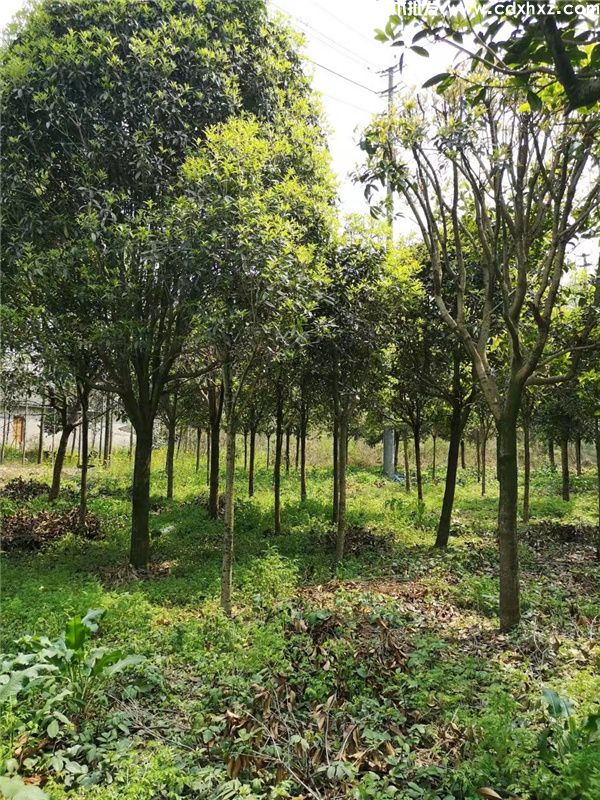 3年生的桂花苗多少钱一棵? 3年生的桂花苗多少钱一棵?