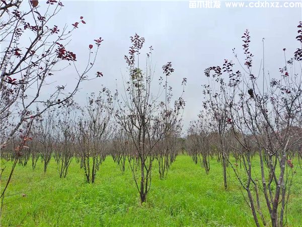 3月可以种植红叶李吗? 3月可以种植红叶李吗?