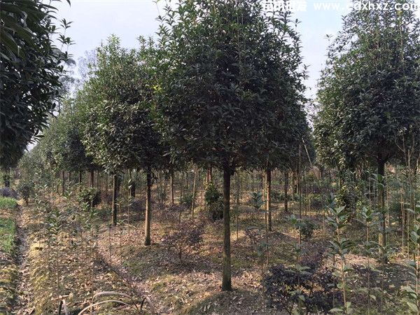 高杆桂花树杆要多高才标准,精修独杆大树冠 高杆桂花树杆要多高才标准,精修独杆大树冠