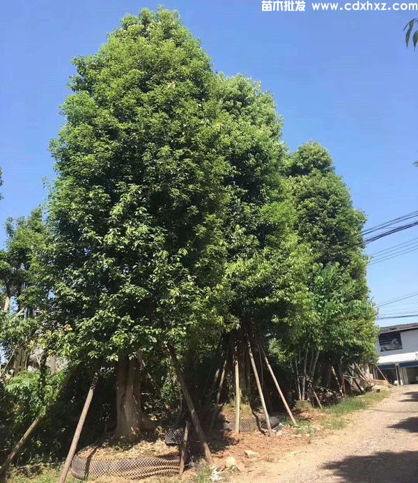 多头香樟图片 多头香樟图片