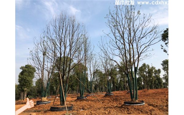 丛生香樟图片 丛生香樟图片