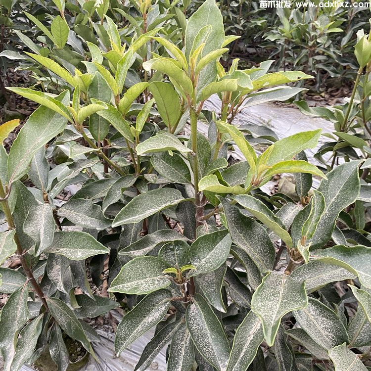 法国冬青生长速度快吗?长到2米需要几年? 法国冬青生长速度快吗?长到2米需要几年?