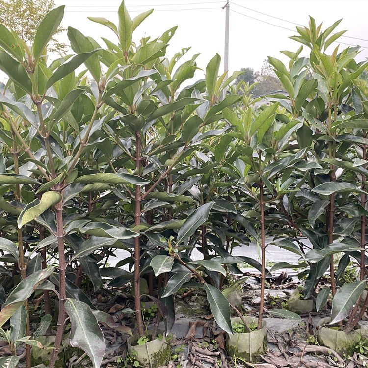 法国冬青生长速度快吗?长到2米需要几年? 法国冬青生长速度快吗?长到2米需要几年?