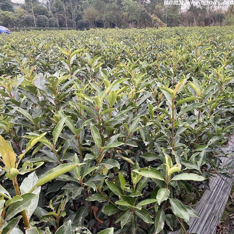 法国冬青生长速度快吗?长到2米需要几年? 法国冬青生长速度快吗?长到2米需要几年?