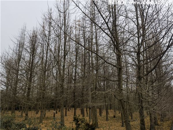 反季如何种植银杏树?这几个要点需记牢 反季如何种植银杏树?这几个要点需记牢