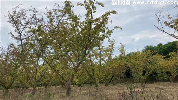 反季如何种植银杏树?这几个要点需记牢 反季如何种植银杏树?这几个要点需记牢