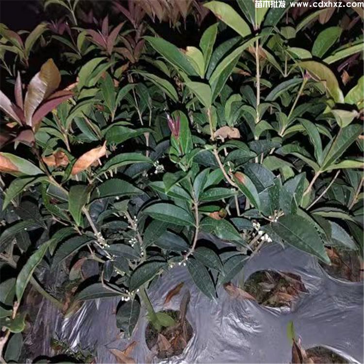 佛顶珠和日香桂哪个好?灌木桂花对比 佛顶珠和日香桂哪个好?灌木桂花对比