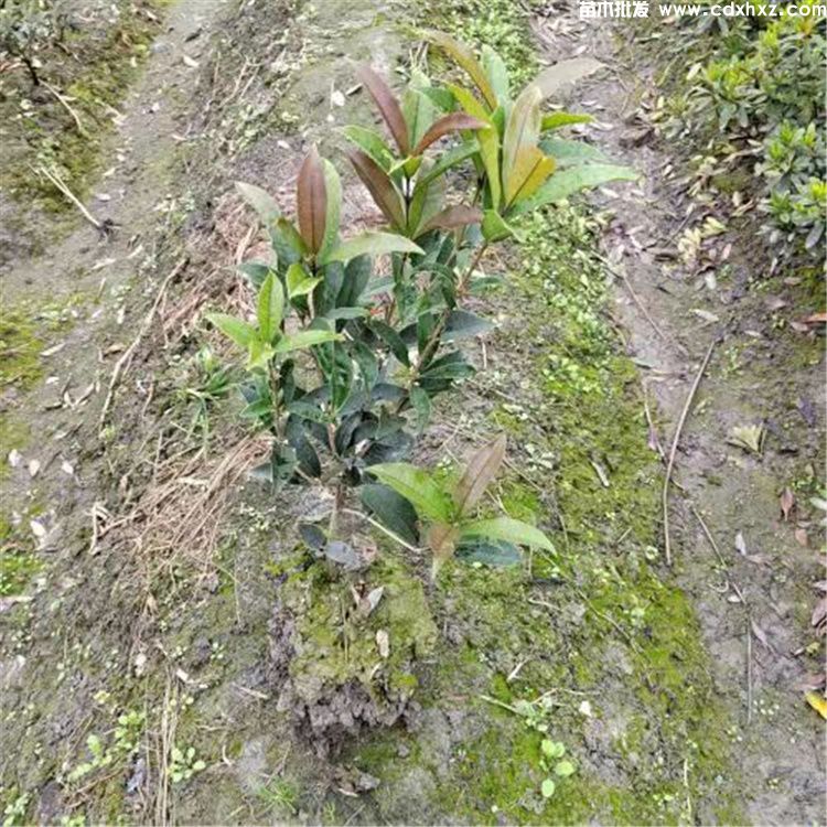 佛顶珠和日香桂哪个好?灌木桂花对比 佛顶珠和日香桂哪个好?灌木桂花对比