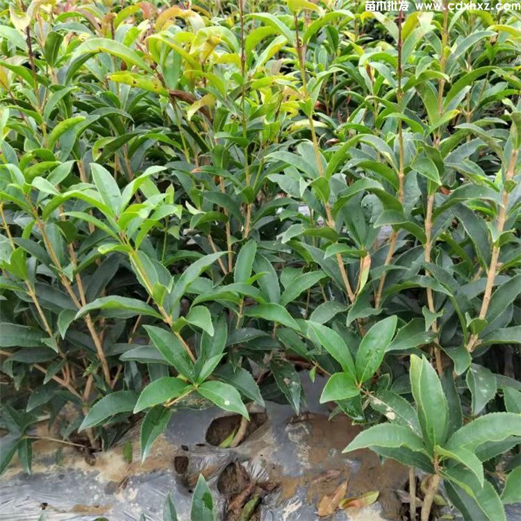 灌木修剪技巧:不同品种年龄的灌木应掌握不同的方法 灌木修剪技巧:不同品种年龄的灌木应掌握不同的方法