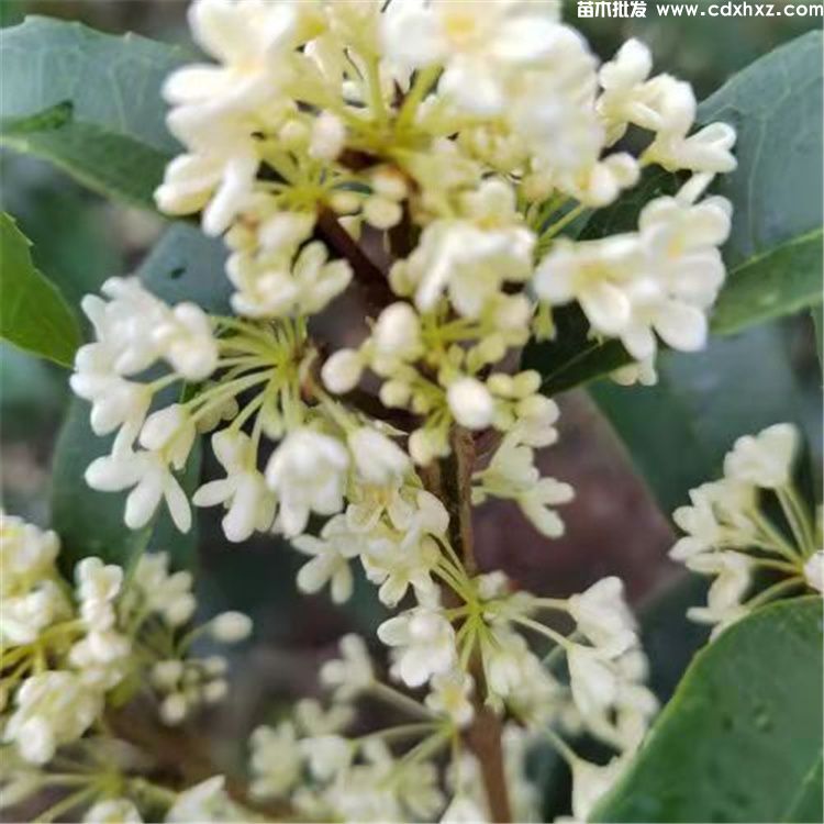 佛顶珠和日香桂哪个好?灌木桂花对比 佛顶珠和日香桂哪个好?灌木桂花对比