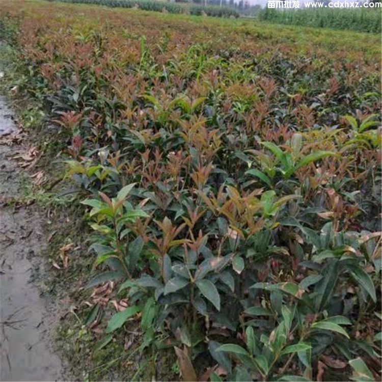 佛顶珠和日香桂哪个好?灌木桂花对比 佛顶珠和日香桂哪个好?灌木桂花对比