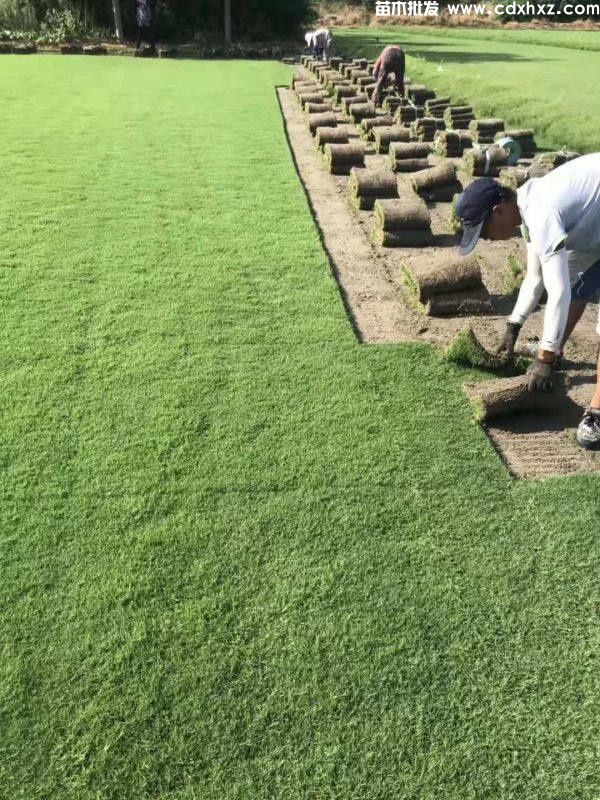 庭院草坪种哪种品种好？