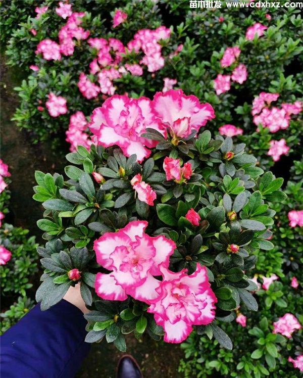 西玛杜鹃图片 西玛杜鹃图片