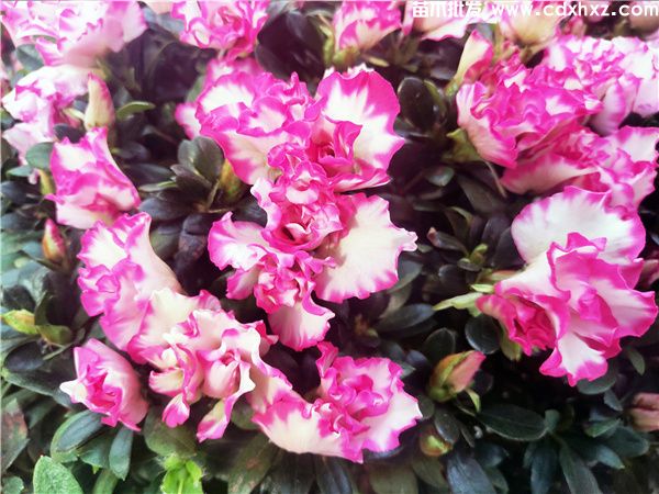 西玛杜鹃图片 西玛杜鹃图片