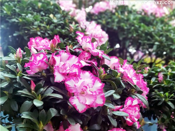 西玛杜鹃图片 西玛杜鹃图片