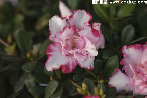 西玛杜鹃图片 西玛杜鹃图片