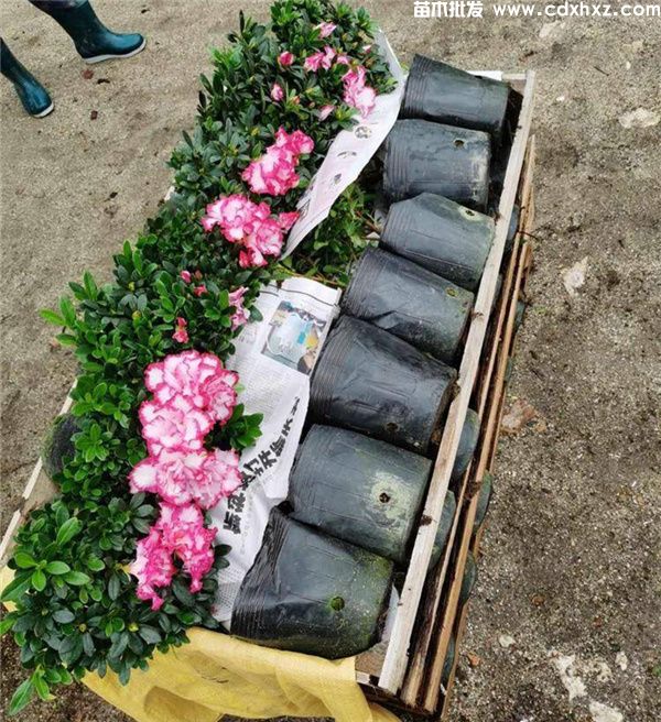 西玛杜鹃图片 西玛杜鹃图片