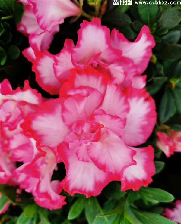 西玛杜鹃图片 西玛杜鹃图片