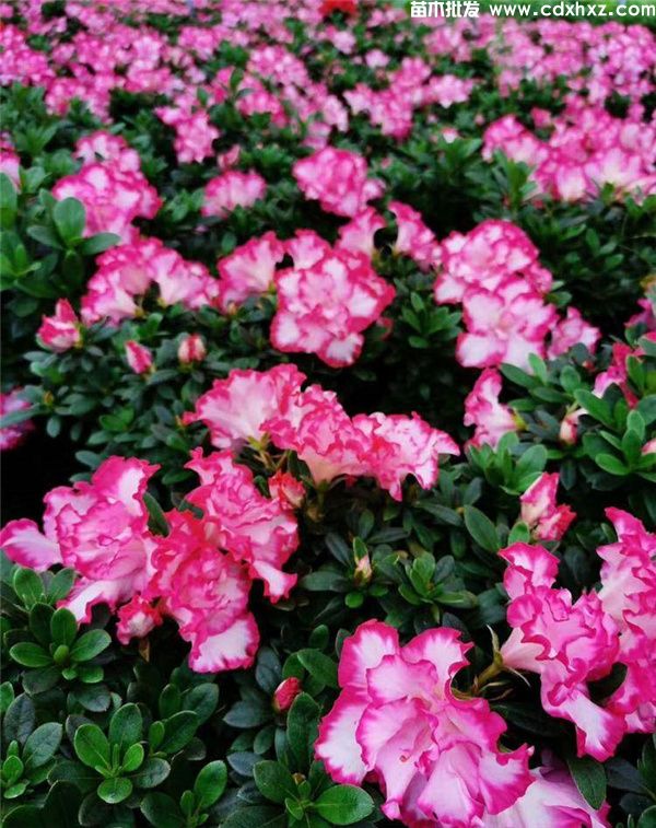 西玛杜鹃图片 西玛杜鹃图片