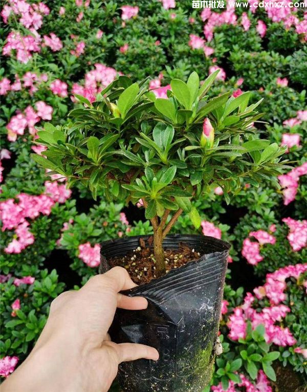 西玛杜鹃图片 西玛杜鹃图片