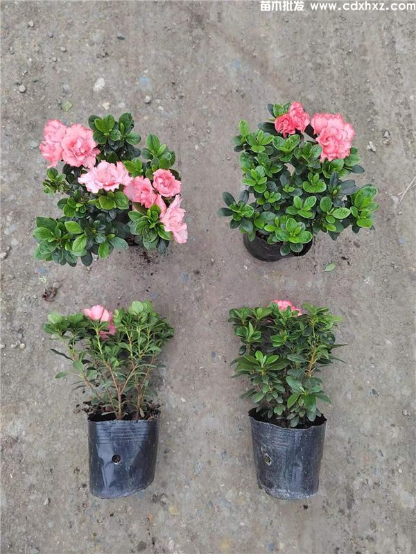 樱桃红杜鹃图片