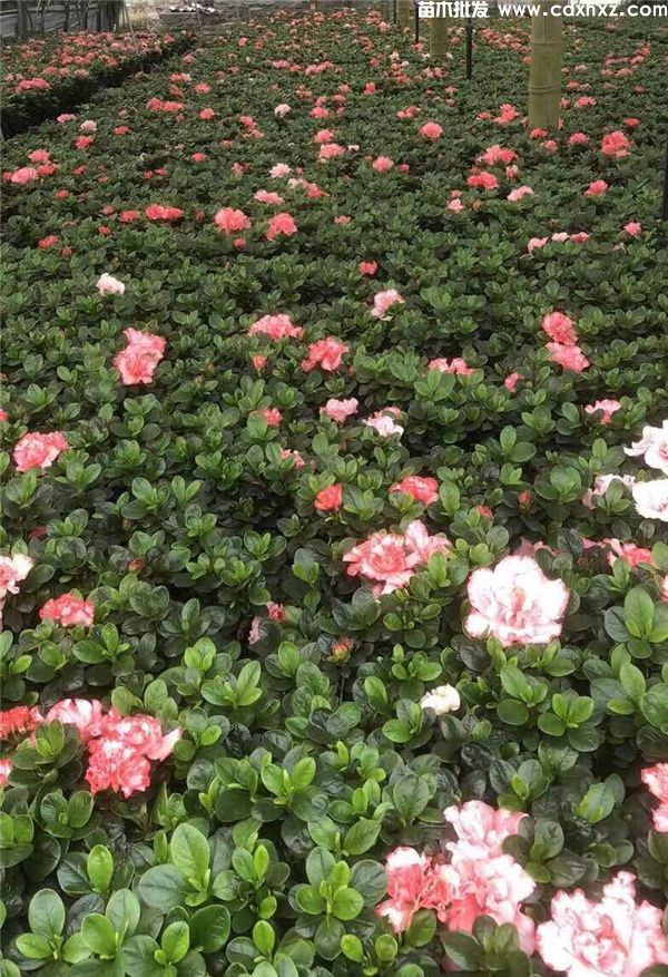 樱桃红杜鹃图片