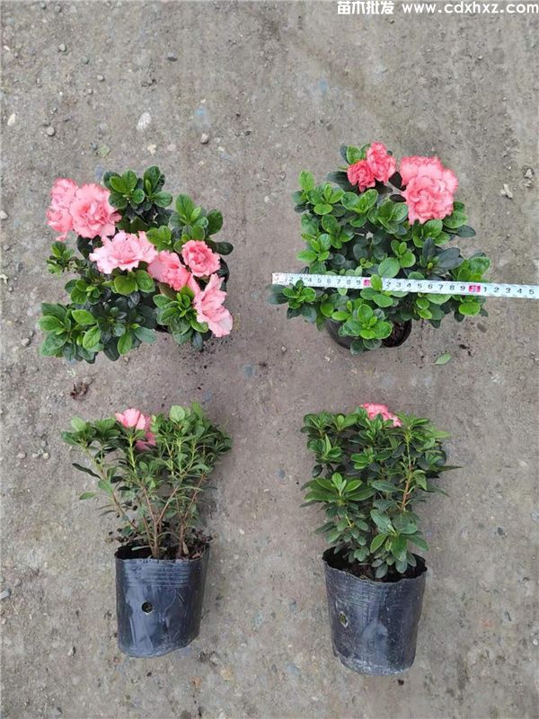 樱桃红杜鹃图片