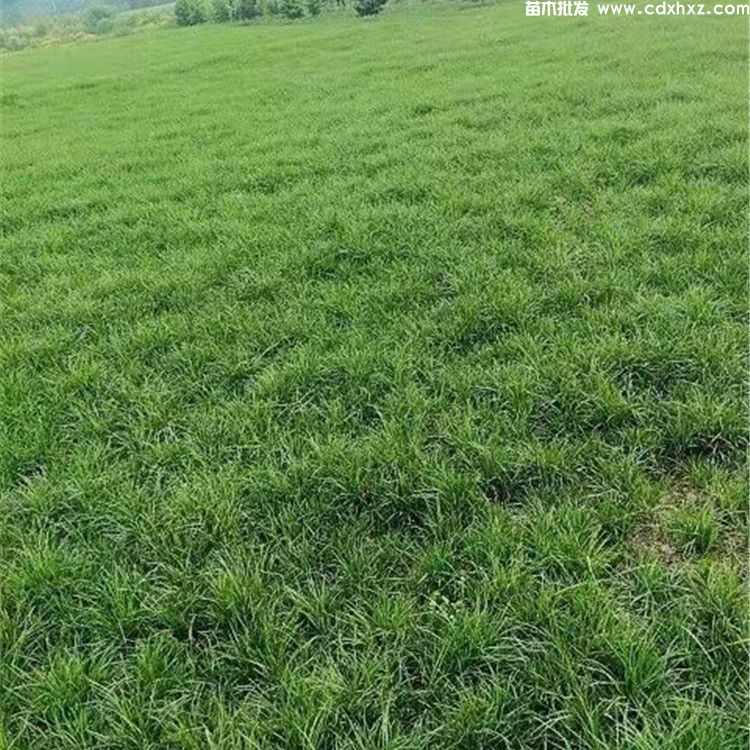 小区草坪种什么草好? 小区草坪种什么草好?